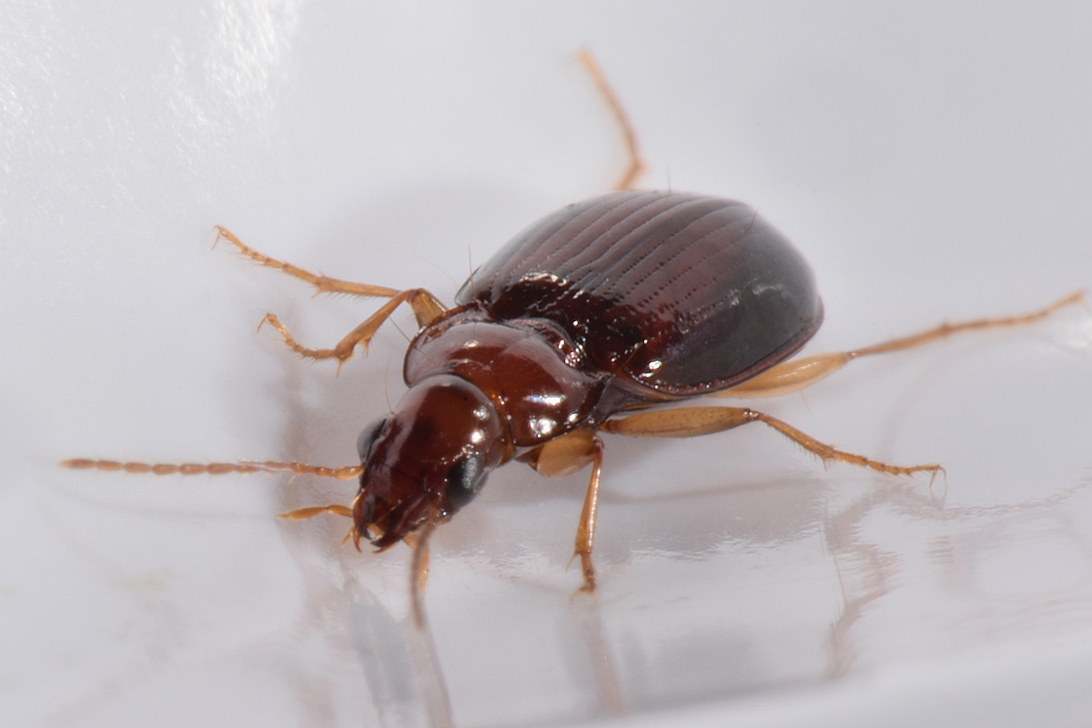 Carabidae: Ocys harpaloides? S, femmina